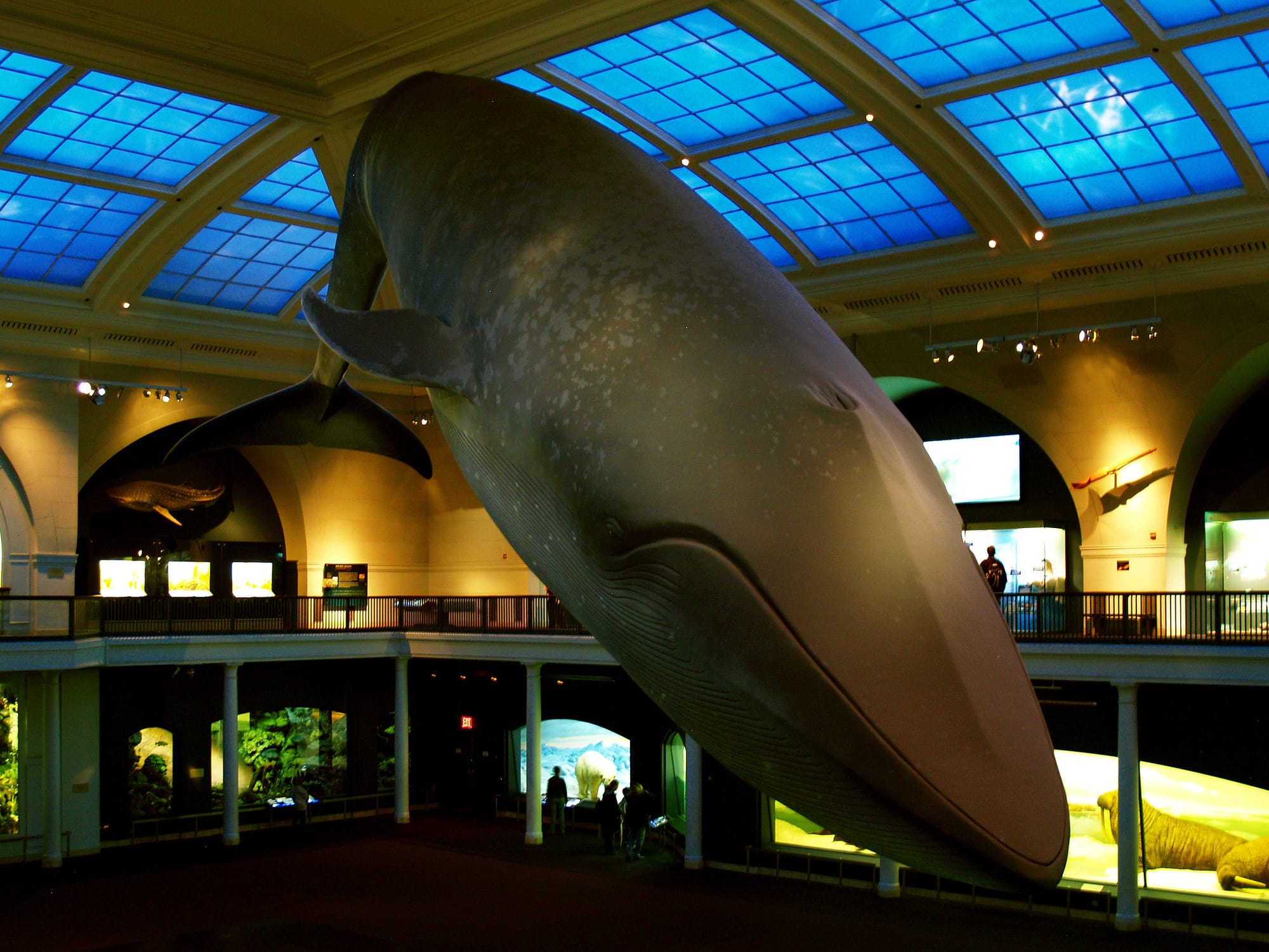 Blue Whale at American Museum of Natural History by Marko Forsten