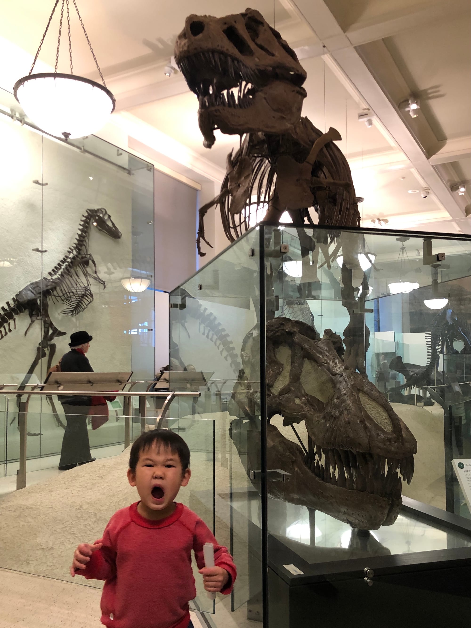 Kid roaring next to T-Rex skull in AMNH