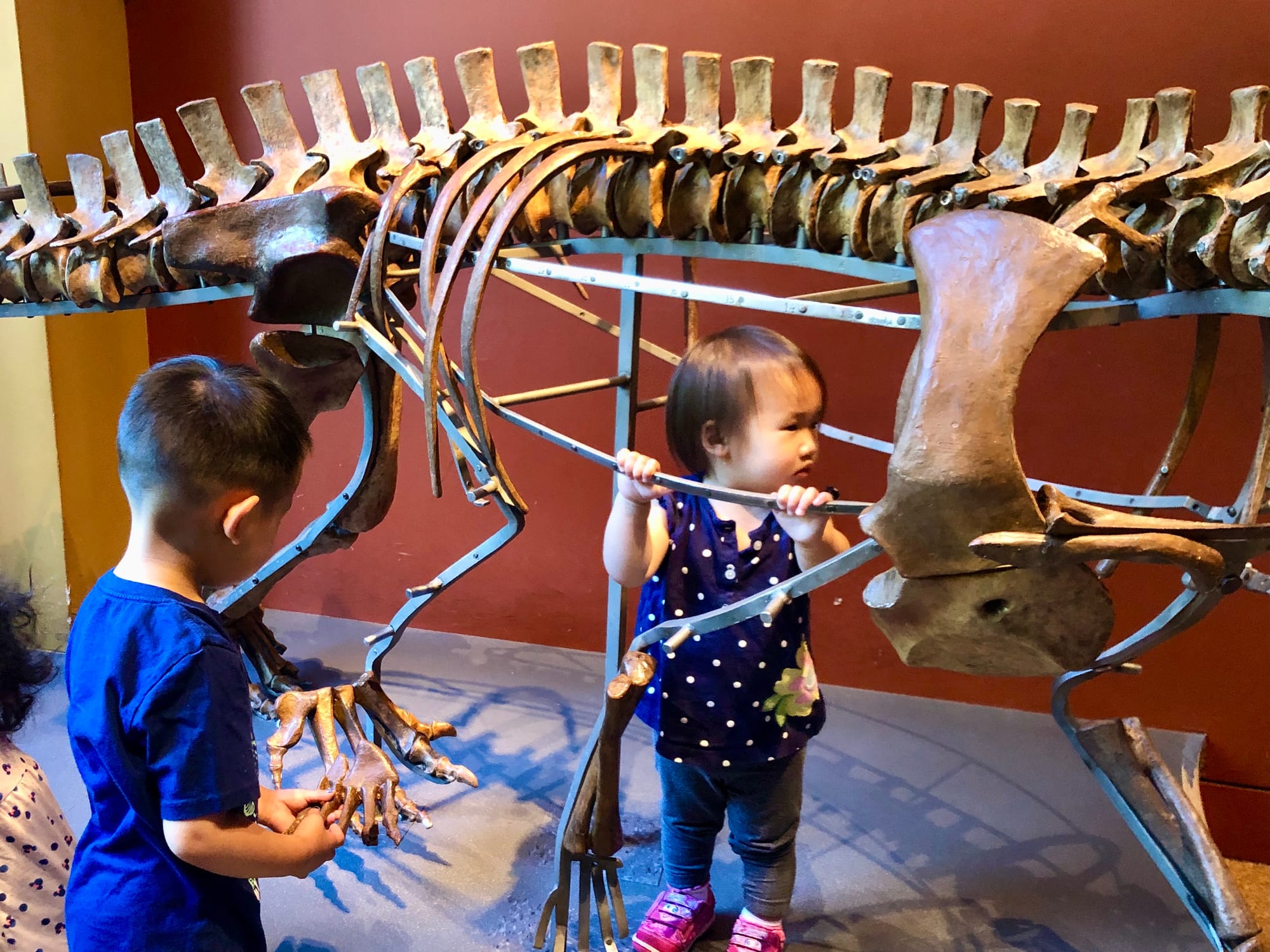 Building Prestosuchus at the American Museum of Natural History Discovery Room