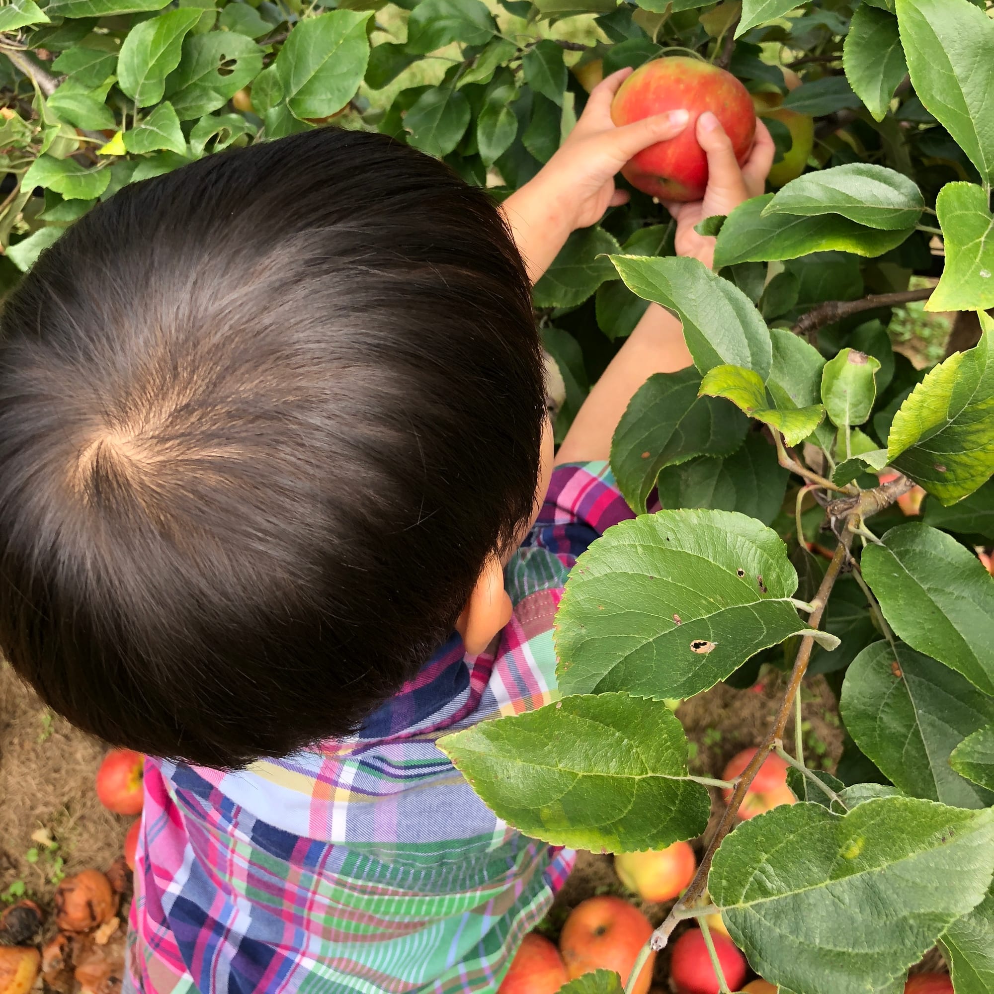 Apple Picking near NYC at Harbes Family Farm, Long Island, NY