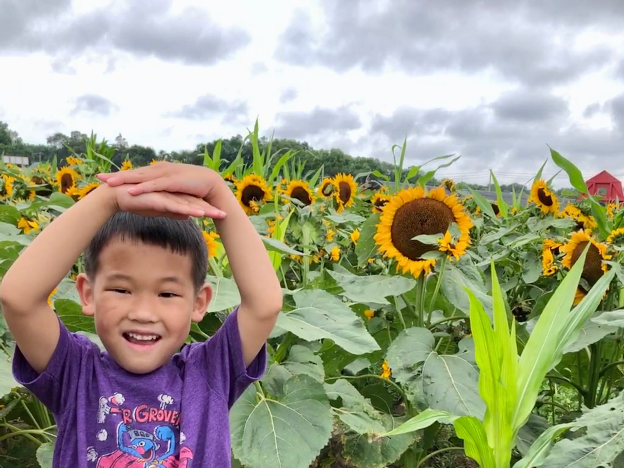 Sunflower Maze at Waterdrinker Farm, Long Island, NY - Best farms near NYC