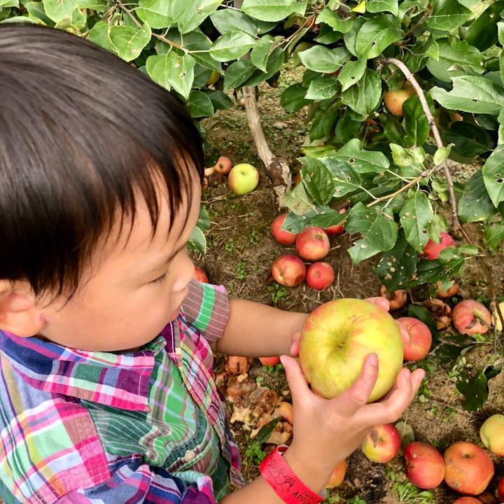 Best Farms and Orchards to Visit in the Fall Around NYC